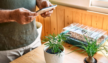 Individual holding a smartphone while standing next to two potted plants on a wooden table.