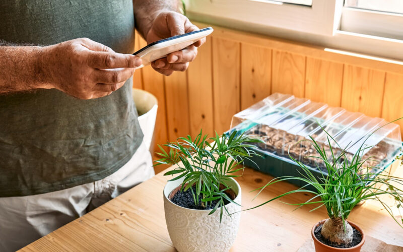Individual holding a smartphone while standing next to two potted plants on a wooden table.